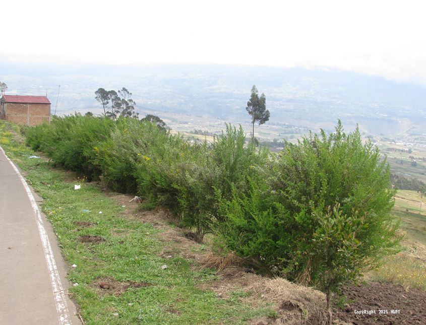 Programa Repoblación Forestal