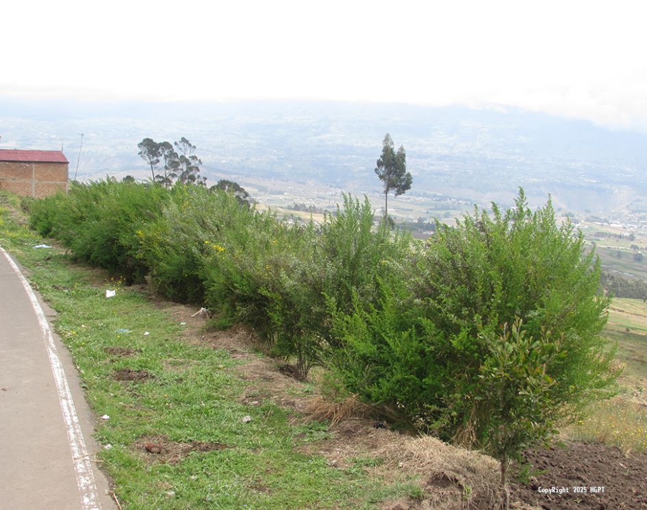 Programa Repoblación Forestal - 