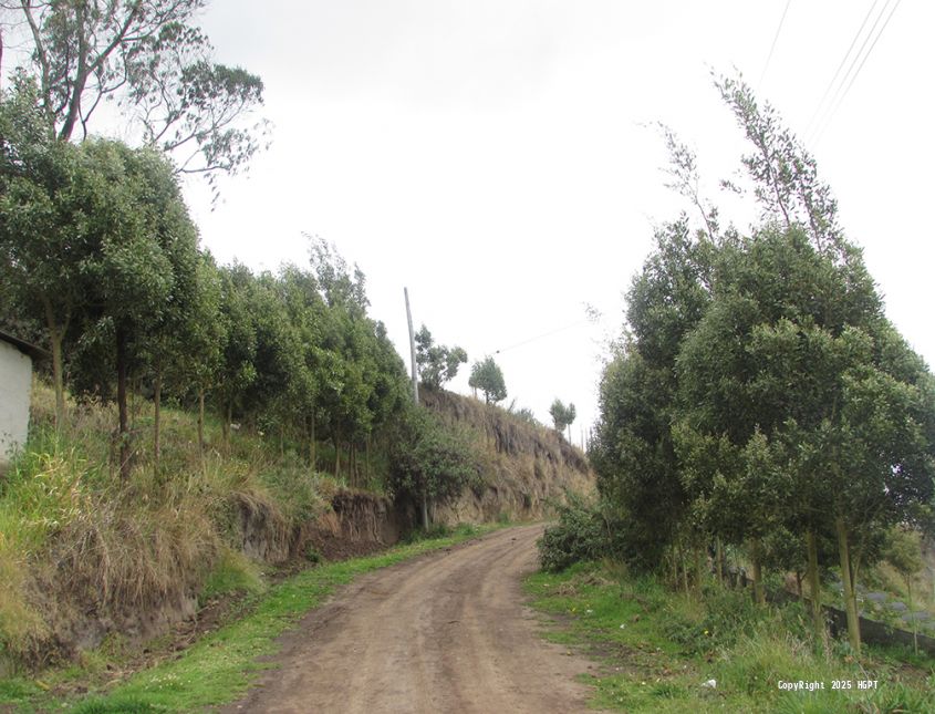 Programa Repoblación Forestal