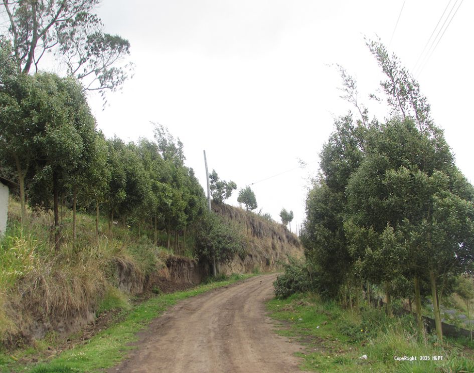 Programa Repoblación Forestal - 