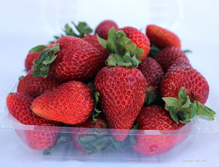 Fresa - 