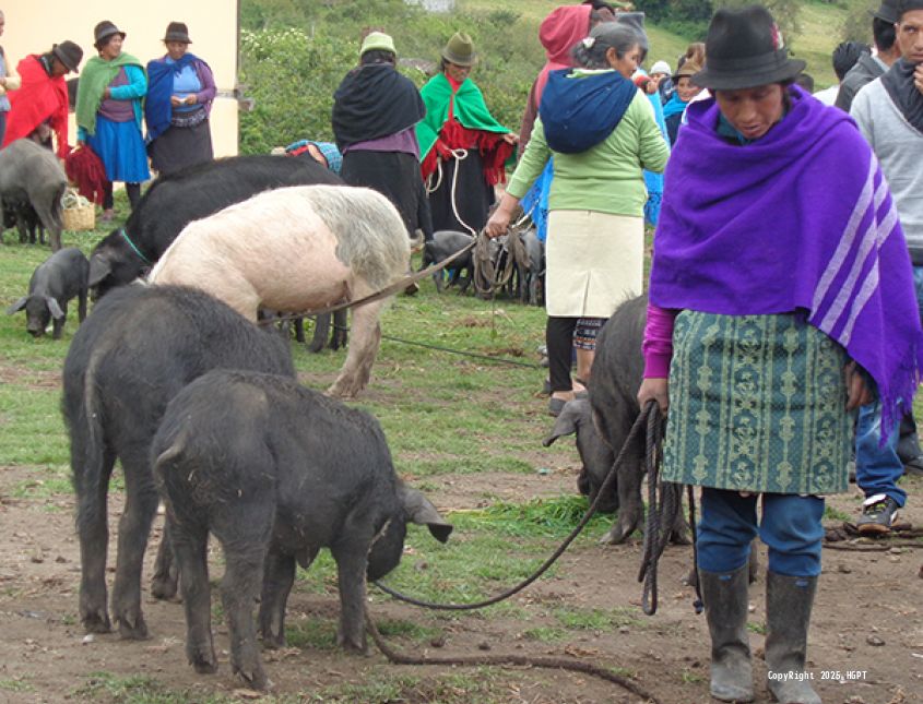 Feria Pasa  - 