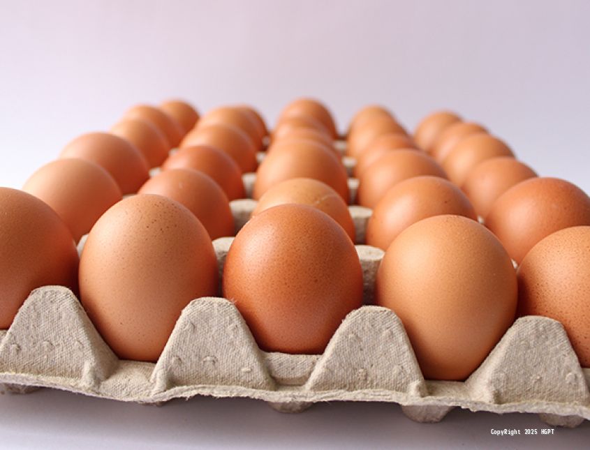 huevos 2 - cubeta de huevos