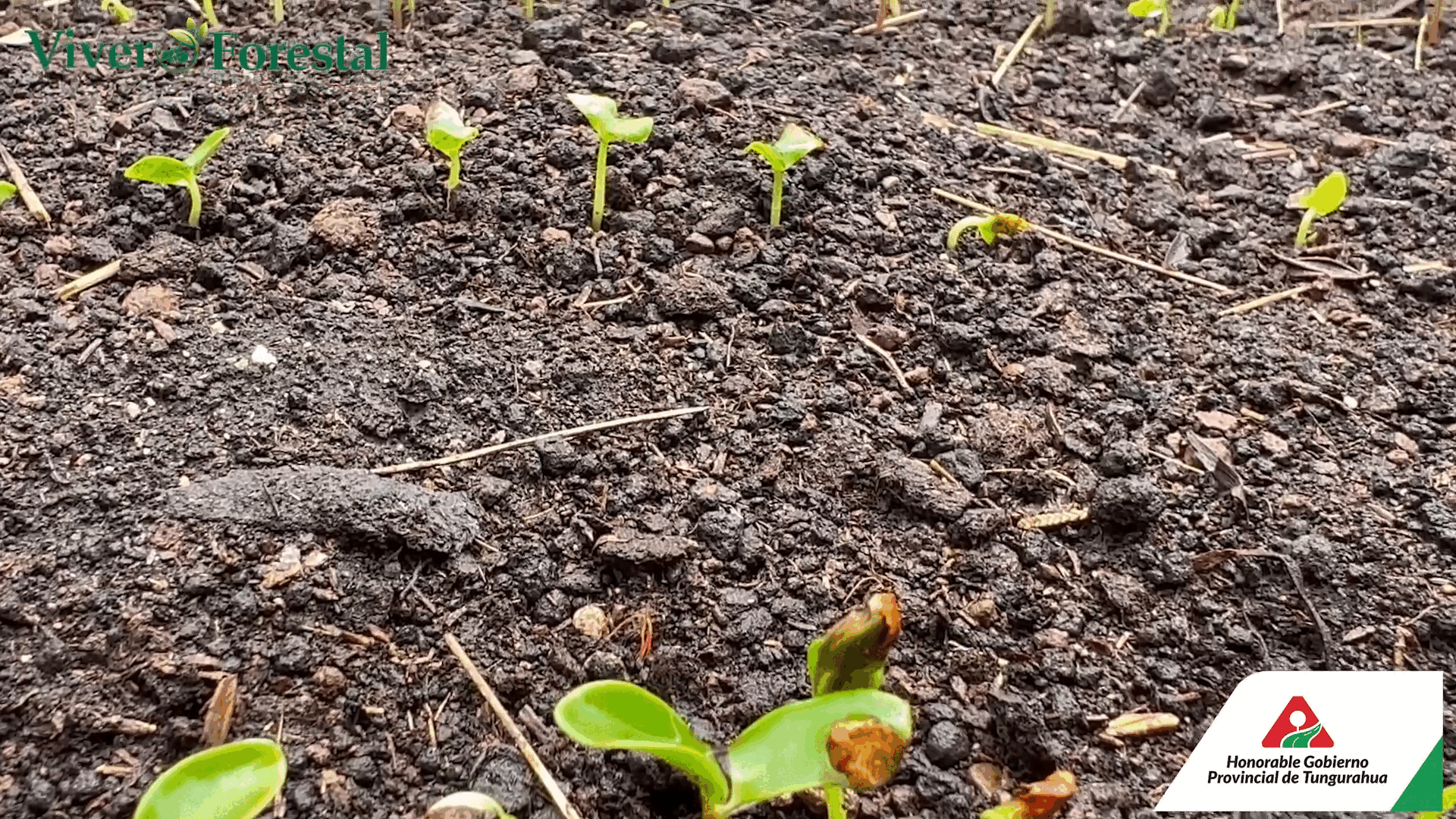 VIVERO PROVINCIAL DE TUNGURAHUA.mp4